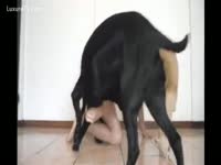 Two dogs fucks a beastie gal